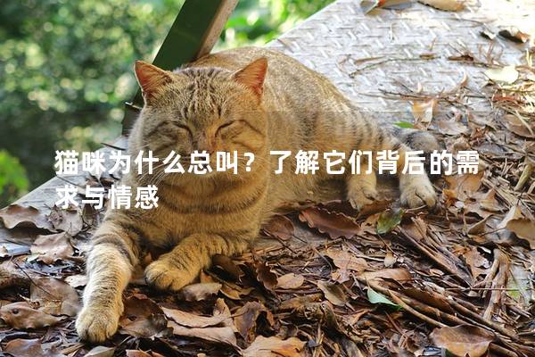 猫咪为什么总叫？了解它们背后的需求与情感