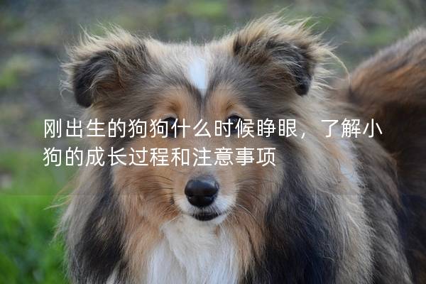 刚出生的狗狗什么时候睁眼，了解小狗的成长过程和注意事项