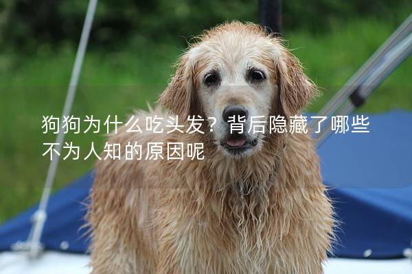 狗狗为什么吃头发？背后隐藏了哪些不为人知的原因呢