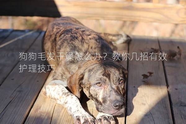 狗狗毛发干燥怎么办？教你几招有效护理技巧