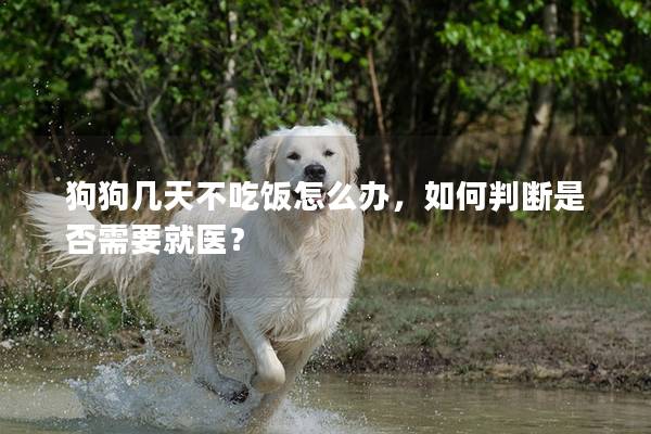 狗狗几天不吃饭怎么办，如何判断是否需要就医？