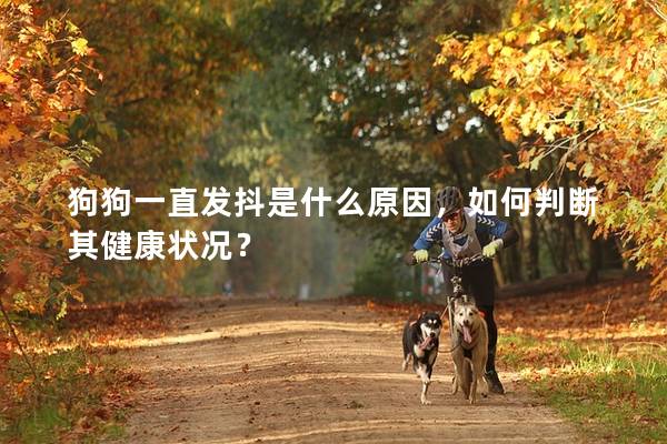 狗狗一直发抖是什么原因，如何判断其健康状况？