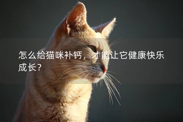怎么给猫咪补钙，才能让它健康快乐成长？