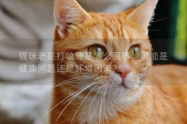 猫咪老是打喷嚏是怎么回事，可能是健康问题还是环境因素？