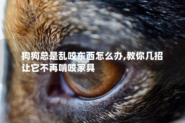 狗狗总是乱咬东西怎么办,教你几招让它不再啃咬家具
