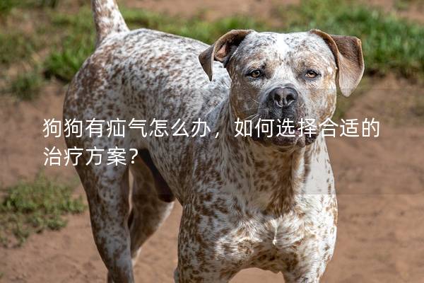 狗狗有疝气怎么办，如何选择合适的治疗方案？