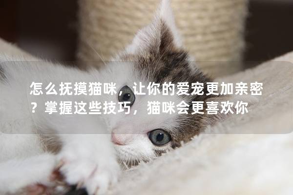 怎么抚摸猫咪，让你的爱宠更加亲密？掌握这些技巧，猫咪会更喜欢你
