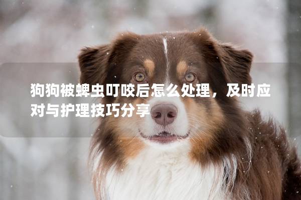 狗狗被蜱虫叮咬后怎么处理，及时应对与护理技巧分享