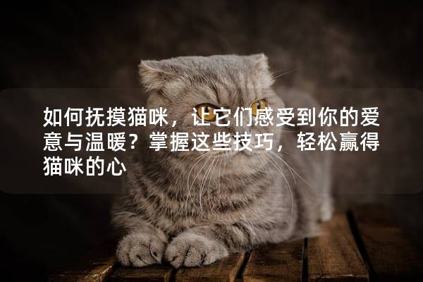 如何抚摸猫咪，让它们感受到你的爱意与温暖？掌握这些技巧，轻松赢得猫咪的心