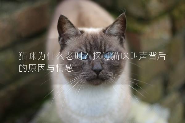 猫咪为什么老叫？探讨猫咪叫声背后的原因与情感