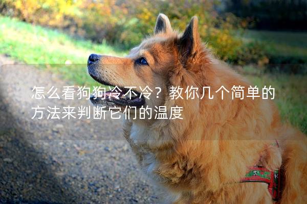 怎么看狗狗冷不冷？教你几个简单的方法来判断它们的温度