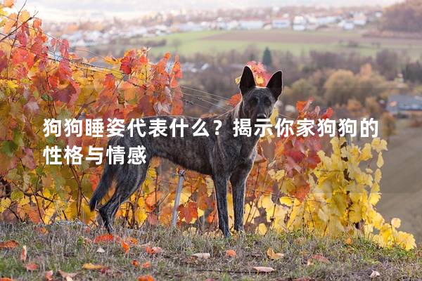 狗狗睡姿代表什么？揭示你家狗狗的性格与情感