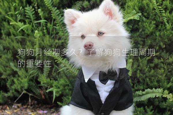 狗狗月经期多久？了解狗狗生理周期的重要性