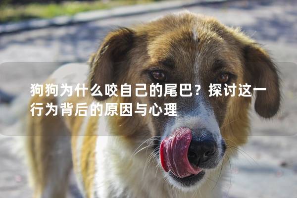 狗狗为什么咬自己的尾巴？探讨这一行为背后的原因与心理