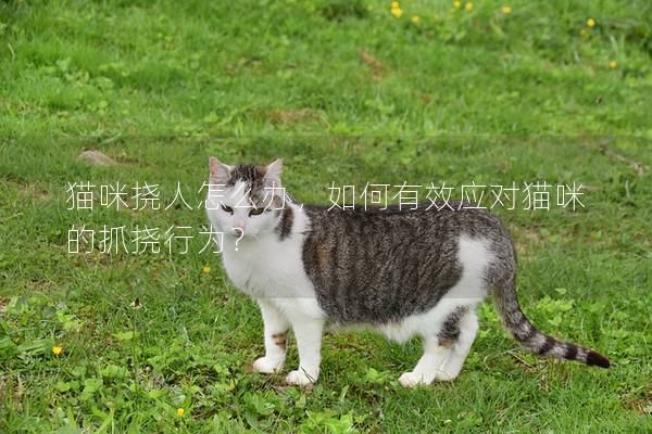 猫咪挠人怎么办，如何有效应对猫咪的抓挠行为？