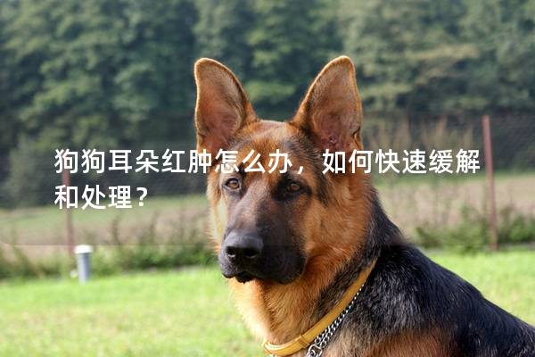 狗狗耳朵红肿怎么办，如何快速缓解和处理？