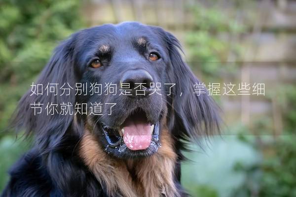 如何分别狗狗是否哭了，掌握这些细节你就知道了