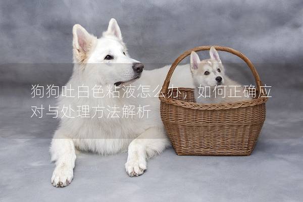 狗狗吐白色粘液怎么办，如何正确应对与处理方法解析