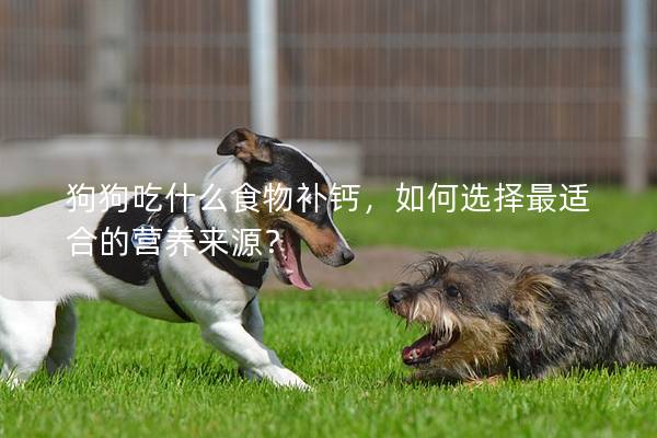 狗狗吃什么食物补钙，如何选择最适合的营养来源？