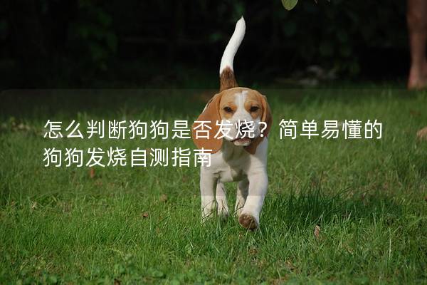 怎么判断狗狗是否发烧？简单易懂的狗狗发烧自测指南