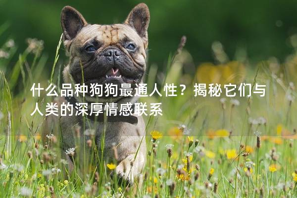 什么品种狗狗最通人性？揭秘它们与人类的深厚情感联系