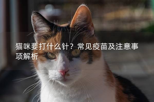 猫咪要打什么针？常见疫苗及注意事项解析