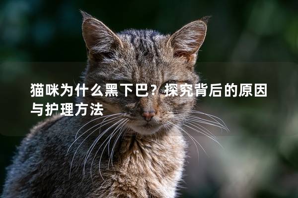 猫咪为什么黑下巴？探究背后的原因与护理方法