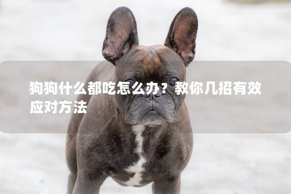 狗狗什么都吃怎么办？教你几招有效应对方法