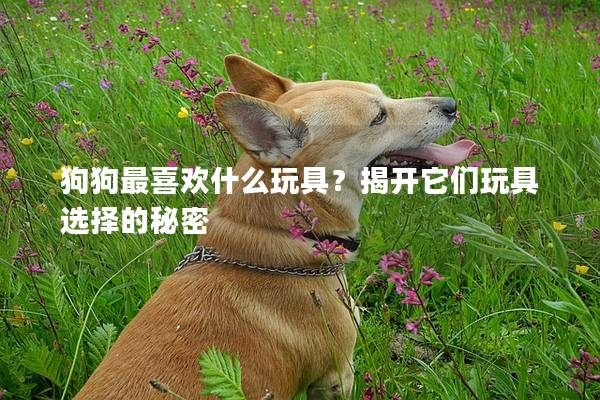 狗狗最喜欢什么玩具？揭开它们玩具选择的秘密