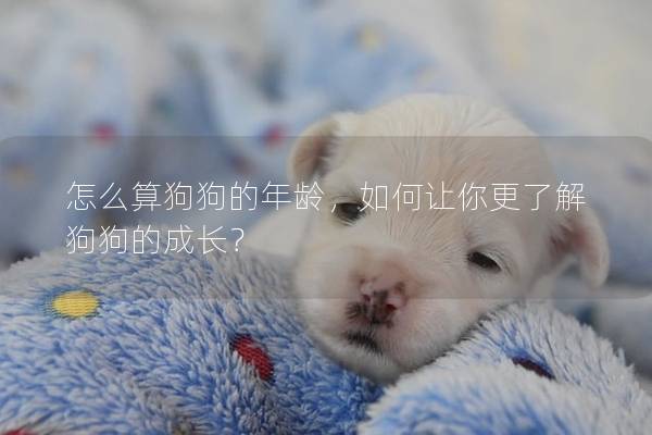 怎么算狗狗的年龄，如何让你更了解狗狗的成长？