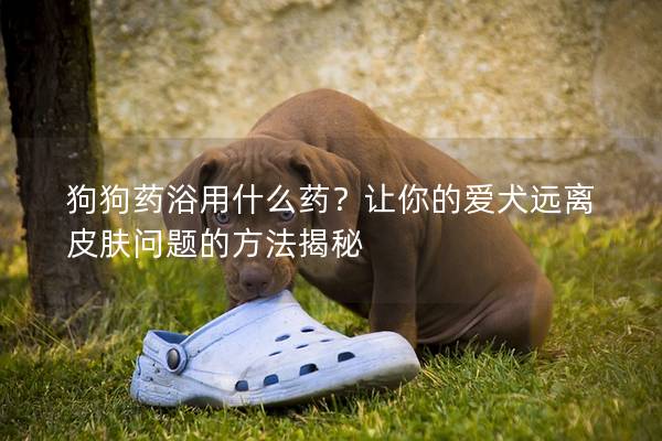 狗狗药浴用什么药？让你的爱犬远离皮肤问题的方法揭秘