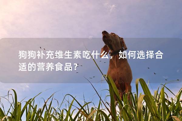 狗狗补充维生素吃什么，如何选择合适的营养食品？