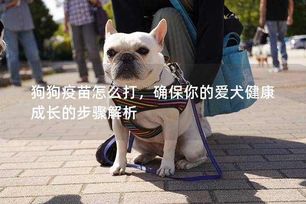 狗狗疫苗怎么打，确保你的爱犬健康成长的步骤解析