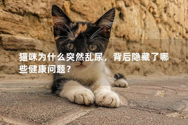 猫咪为什么突然乱尿，背后隐藏了哪些健康问题？
