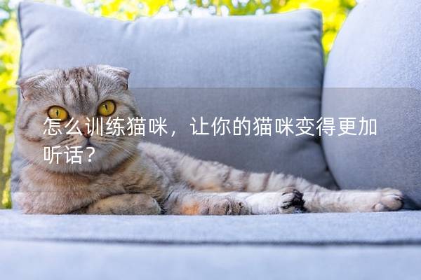 怎么训练猫咪，让你的猫咪变得更加听话？