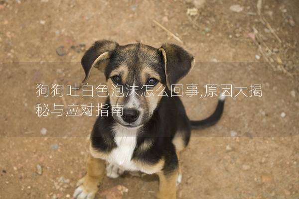 狗狗吐白色泡沫怎么回事,原因大揭秘与应对指南