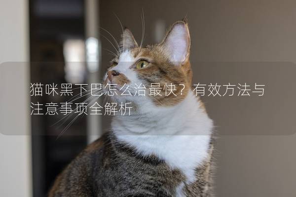 猫咪黑下巴怎么治最快？有效方法与注意事项全解析