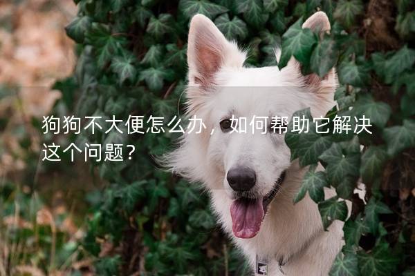 狗狗不大便怎么办，如何帮助它解决这个问题？
