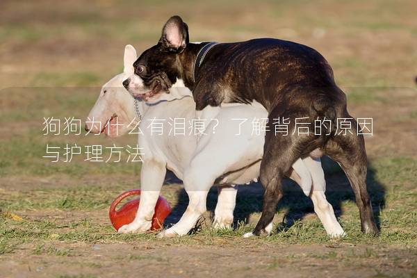 狗狗为什么有泪痕？了解背后的原因与护理方法