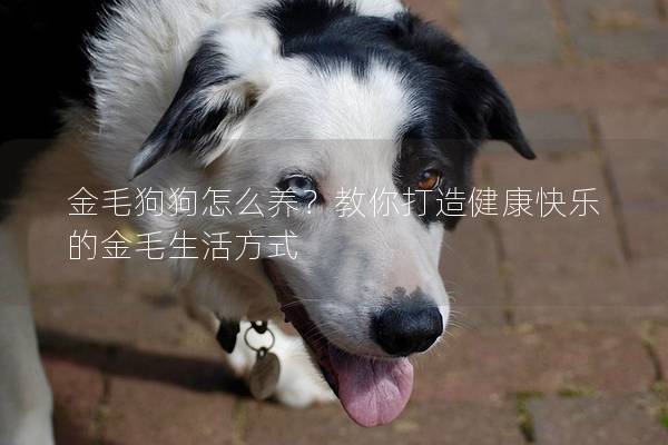 金毛狗狗怎么养？教你打造健康快乐的金毛生活方式