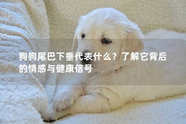 狗狗尾巴下垂代表什么？了解它背后的情感与健康信号