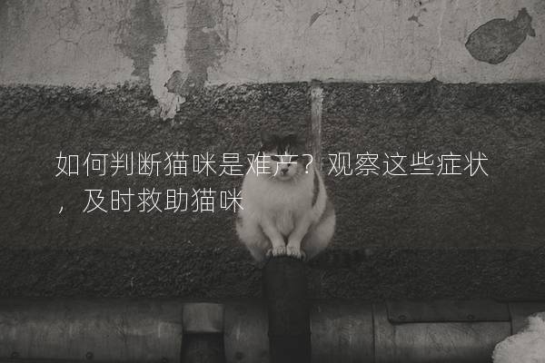 如何判断猫咪是难产？观察这些症状，及时救助猫咪