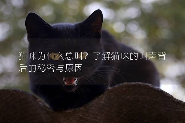 猫咪为什么总叫？了解猫咪的叫声背后的秘密与原因