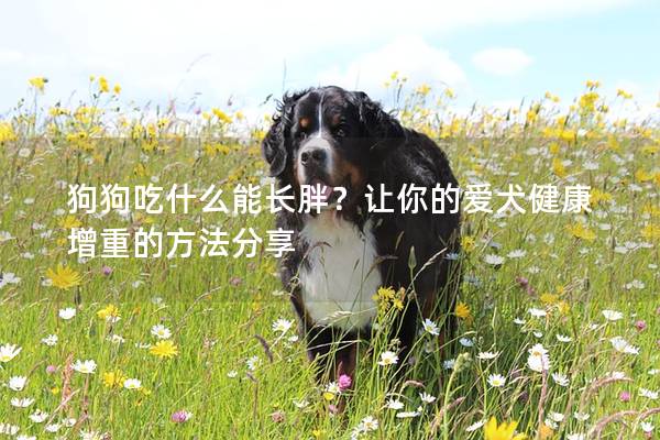 狗狗吃什么能长胖？让你的爱犬健康增重的方法分享