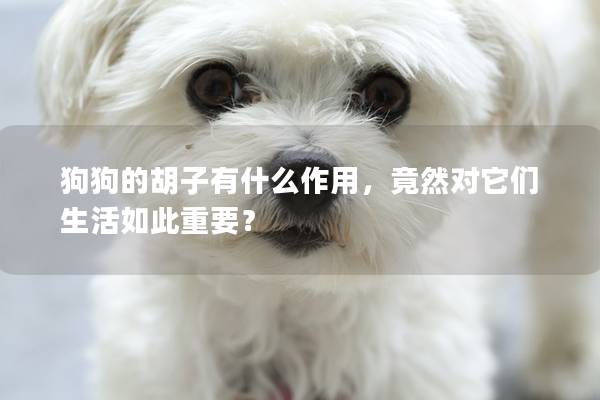 狗狗的胡子有什么作用，竟然对它们生活如此重要？