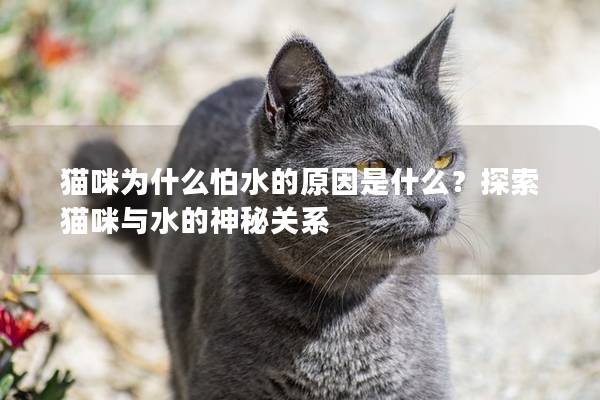 猫咪为什么怕水的原因是什么？探索猫咪与水的神秘关系