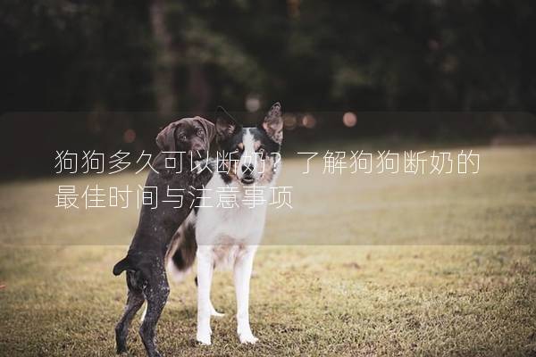 狗狗多久可以断奶？了解狗狗断奶的最佳时间与注意事项