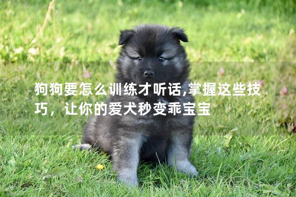 狗狗要怎么训练才听话,掌握这些技巧，让你的爱犬秒变乖宝宝