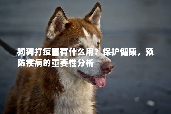 狗狗打疫苗有什么用？保护健康，预防疾病的重要性分析