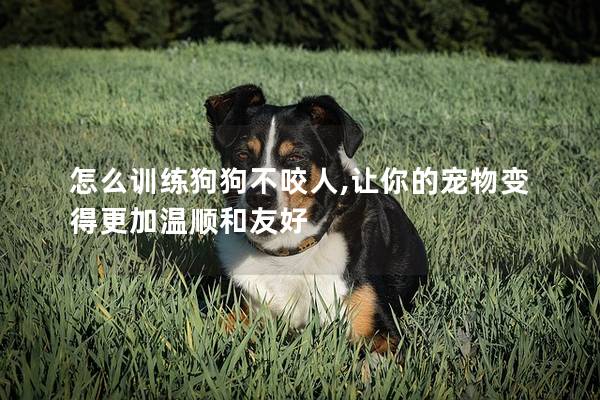 怎么训练狗狗不咬人,让你的宠物变得更加温顺和友好